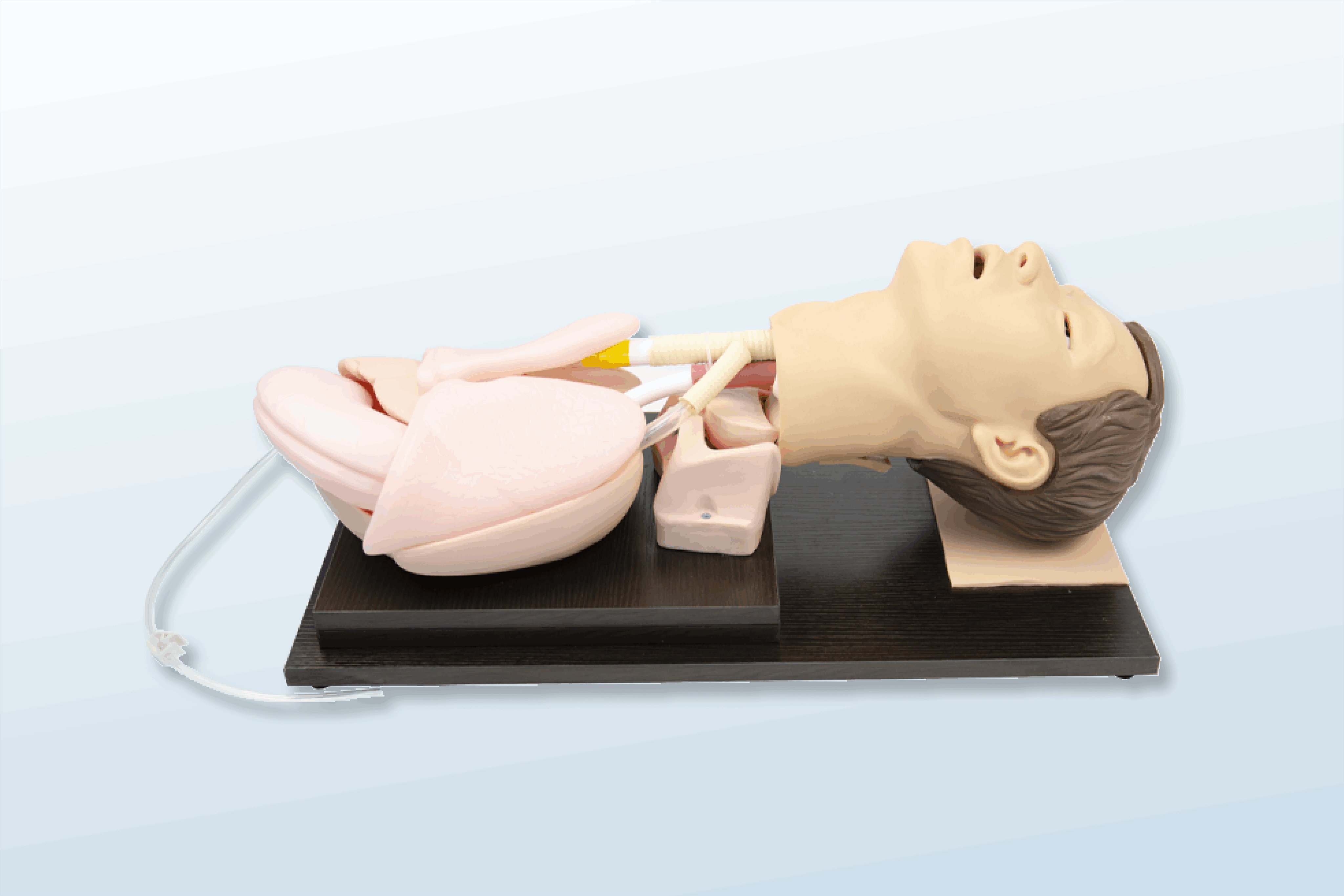 FREE SHIPPING:  Adult Airway Management Model
