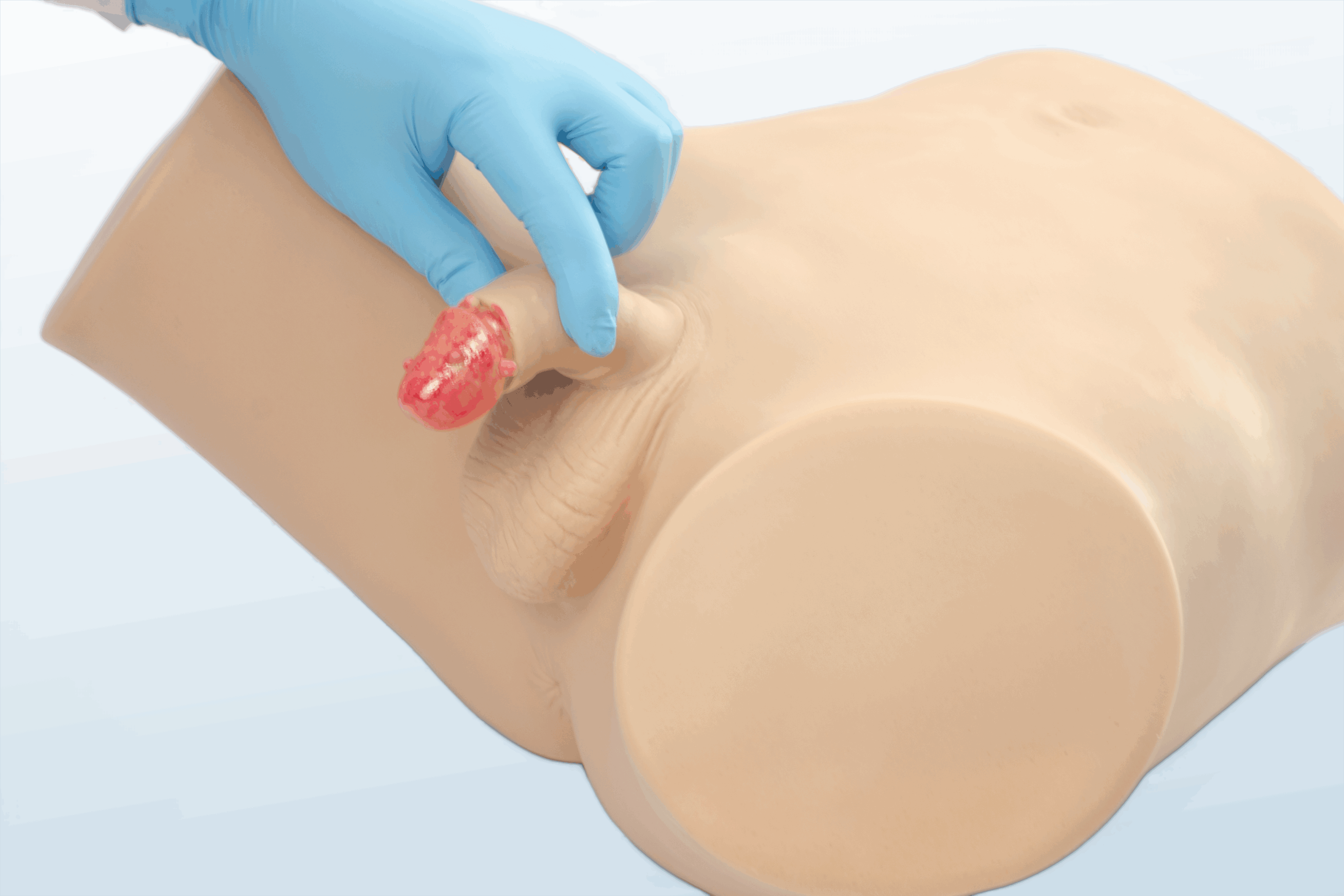 FREE SHIPPING:  Male Venereal Diseases Trainer