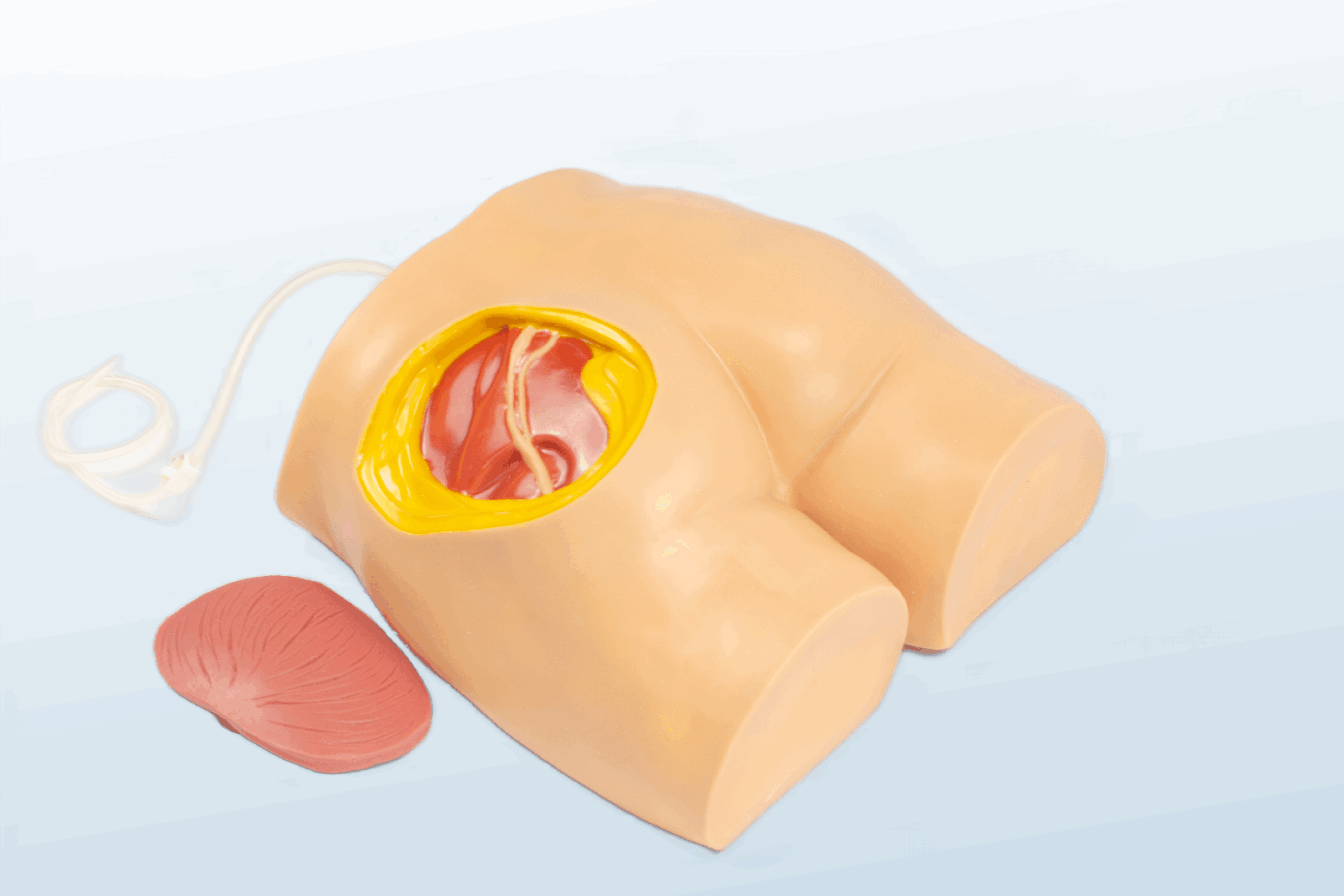 FREE SHIPPING:  Buttock Injection Model (with Anatomical Structure)