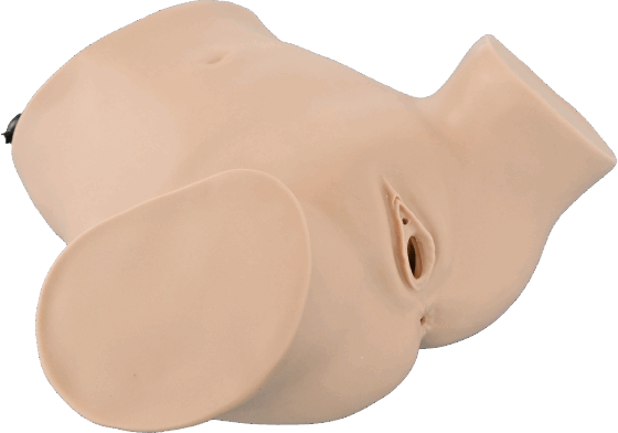 Gynecological Examination Model